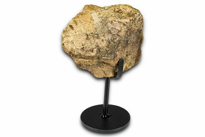 Dinosaur (Triceratops) Frill Shield Section w/ Stand - South Dakota #378586